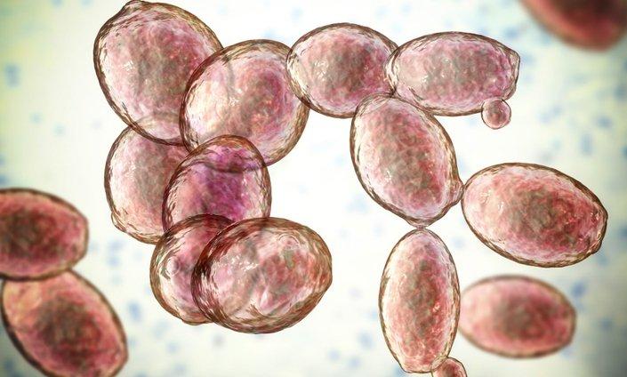 Yeast and Yeast Nutrients